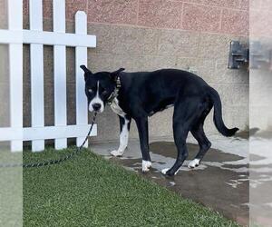 Mutt Dogs for adoption in Modesto, CA, USA