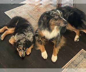 Father of the Miniature Australian Shepherd puppies born on 02/27/2025
