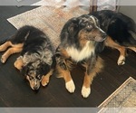 Small Photo #1 Miniature Australian Shepherd Puppy For Sale in VIRGINIA BEACH, VA, USA