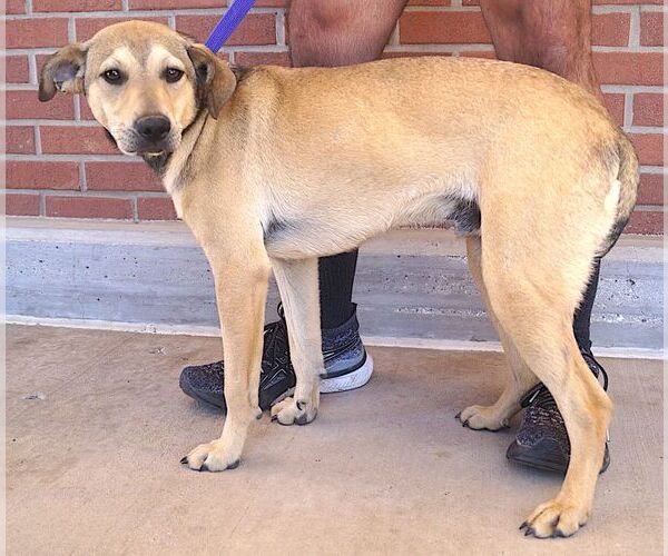 Medium Photo #4 Mutt Puppy For Sale in Carrollton, TX, USA