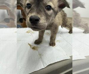 Siberian Husky-Unknown Mix Dogs for adoption in Calgary, Alberta, Canada