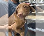 Small German Shorthaired Pointer Mix