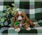 Small #5 Cavapoo