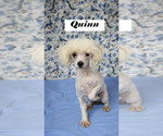 Small #12 Poodle (Toy)