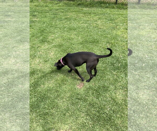 Medium Photo #12 Labrador Retriever-Unknown Mix Puppy For Sale in San Diego, CA, USA