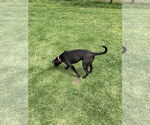 Small #11 Labrador Retriever Mix