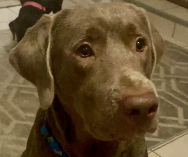 Medium Photo #1 Labrador Retriever Puppy For Sale in LAKEWOOD RANCH, FL, USA
