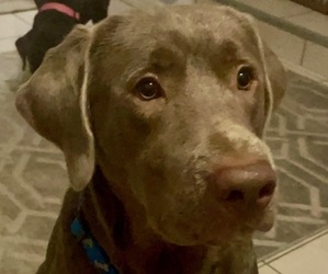 Father of the Labrador Retriever puppies born on 09/04/2026