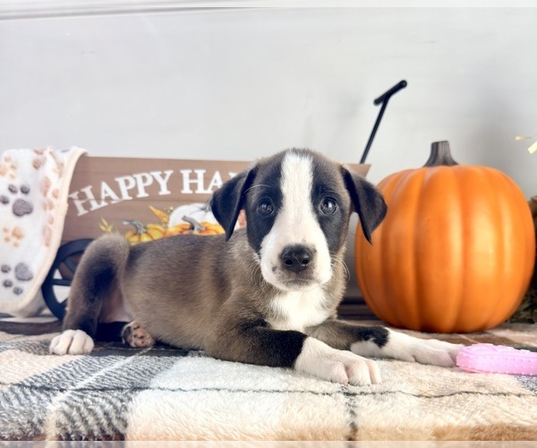 Medium Photo #3 Border Collie Puppy For Sale in GREENFIELD, IN, USA