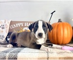 Small #2 Border Collie