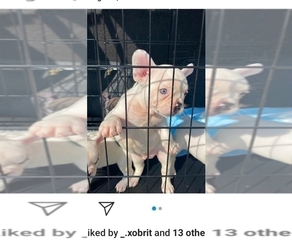 Medium Photo #6 French Bulldog Puppy For Sale in BALDWIN PARK, CA, USA