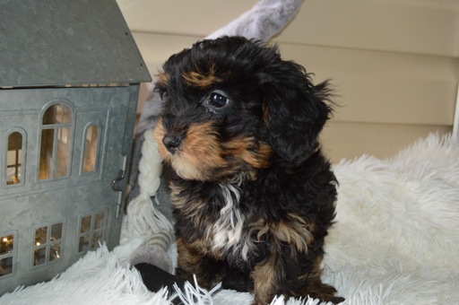 Medium Photo #5 YorkiePoo Puppy For Sale in HONEY BROOK, PA, USA