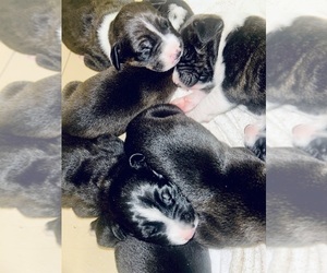 Doberman Pinscher-Dogo Argentino Mix Litter for sale in INTERLACHEN, FL, USA