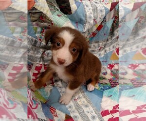 Australian Shepherd Puppy for sale in JEROMESVILLE, OH, USA