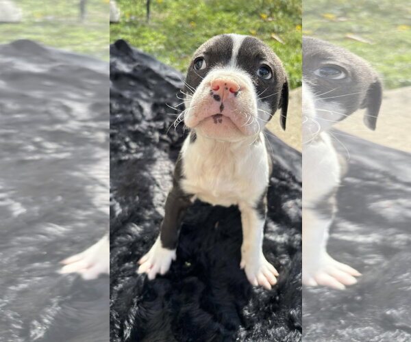 Medium Photo #18 American Pit Bull Terrier-Labrador Retriever Mix Puppy For Sale in Holly Springs, NC, USA