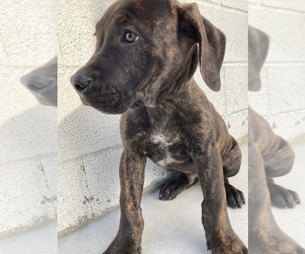 Medium Photo #3 Boerboel Puppy For Sale in FULLERTON, CA, USA