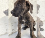 Small Photo #3 Boerboel Puppy For Sale in FULLERTON, CA, USA