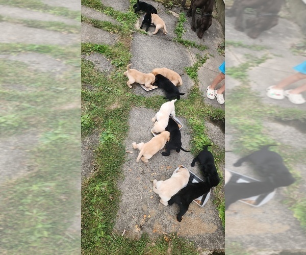 Medium Photo #2 Labrador Retriever Puppy For Sale in CHICORA, PA, USA