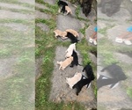 Small #1 Labrador Retriever