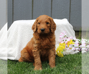 Goldendoodle-Poodle (Standard) Mix Puppy for sale in EAST EARL, PA, USA