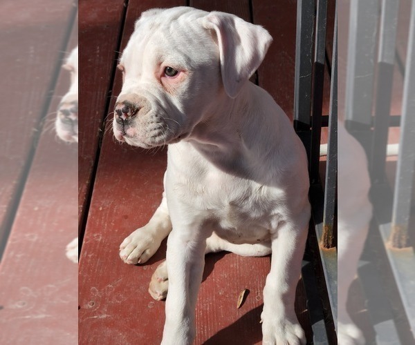 Medium Photo #1 American Bulldog Puppy For Sale in HOPEWELL, VA, USA