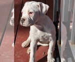 Small Photo #1 American Bulldog Puppy For Sale in HOPEWELL, VA, USA