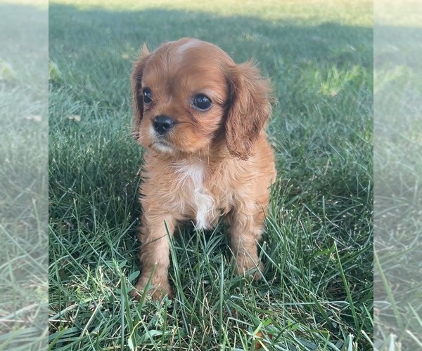 Medium Photo #7 Cavalier King Charles Spaniel Puppy For Sale in PORTAGE, MI, USA