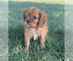 Small Photo #7 Cavalier King Charles Spaniel Puppy For Sale in PORTAGE, MI, USA