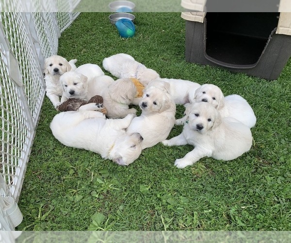 Medium Photo #6 English Cream Golden Retriever Puppy For Sale in MARSHFIELD, WI, USA
