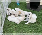 Small #5 English Cream Golden Retriever