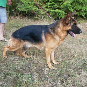 Medium Photo #6 German Shepherd Dog Puppy For Sale in CASTLE ROCK, WA, USA