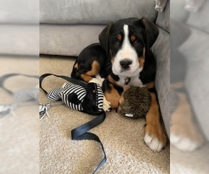 Greater Swiss Mountain Dog Puppy for sale in COLLEGE DALE, TN, USA