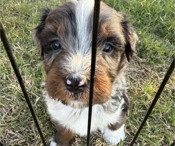 Medium Photo #4 Aussie-Poo-Bernedoodle Mix Puppy For Sale in LEXINGTON, SC, USA