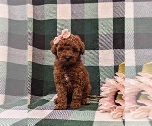 Poodle (Miniature) Dog for Adoption in KIRKWOOD, Pennsylvania USA