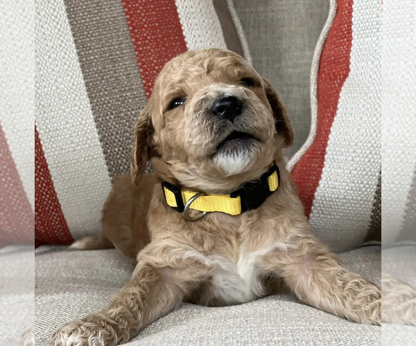 Medium Photo #16 Goldendoodle Puppy For Sale in ATLANTA, GA, USA