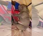 Small Photo #7 Chinese Shar-Pei Puppy For Sale in DIXON, CA, USA