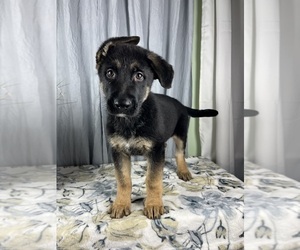 German Shepherd Dog Puppy for sale in GREENWOOD, IN, USA