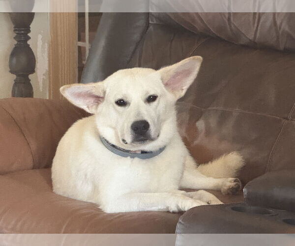 Medium Photo #1 Unknown-white german shepherd Mix Puppy For Sale in Hoffman Estates, IL, USA