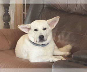 Medium white german shepherd Mix