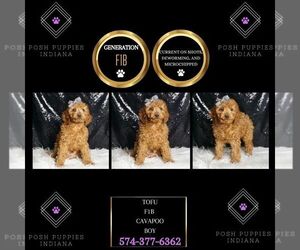 Cavapoo Puppy for sale in WARSAW, IN, USA