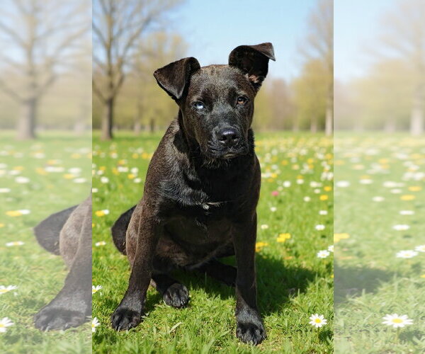 Medium Photo #6 Catahoula Leopard Dog-Unknown Mix Puppy For Sale in Talladega, AL, USA