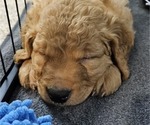 Small Photo #15 Golden Retriever Puppy For Sale in EARLHAM, IA, USA