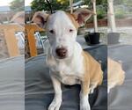Small #4 American Pit Bull Terrier-Border Collie Mix