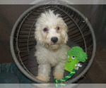 Small Photo #1 Bichon Frise Puppy For Sale in PATERSON, NJ, USA