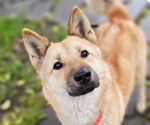 Small Mutt
