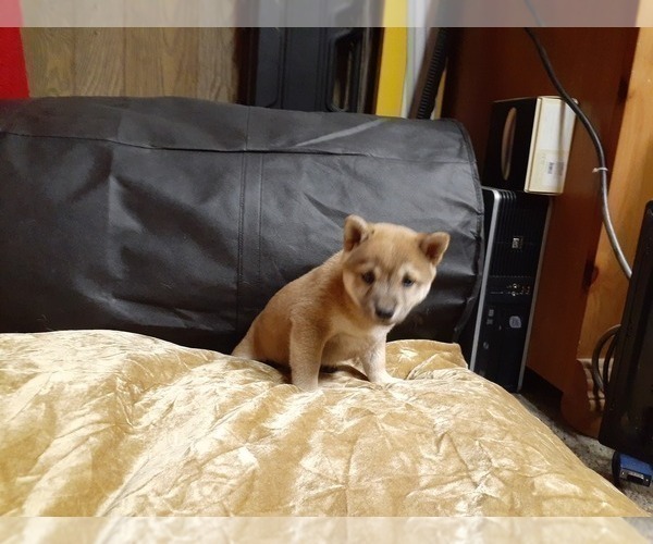 Medium Photo #6 Shiba Inu Puppy For Sale in CAMERON, MO, USA