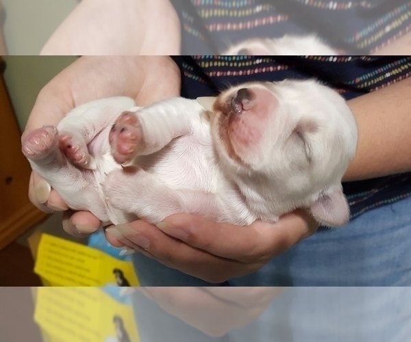 Medium Photo #3 Schnauzer (Miniature) Puppy For Sale in LEESBURG, VA, USA