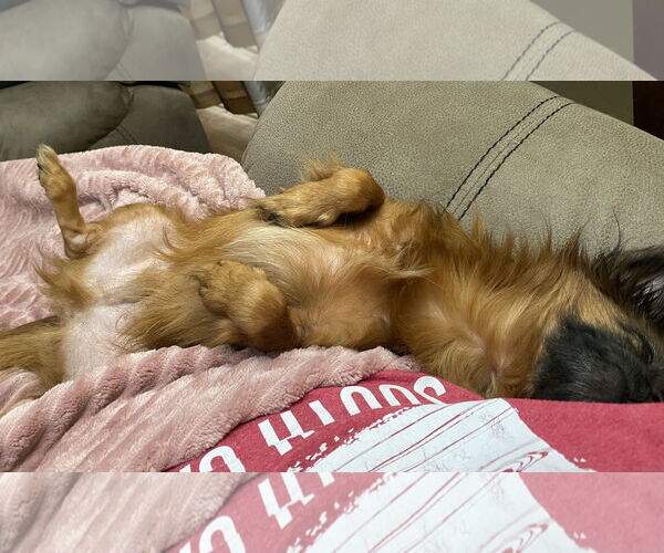 Medium Photo #9 ShiChi Puppy For Sale in Rustburg, VA, USA