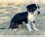 Small #3 Dachshund Mix