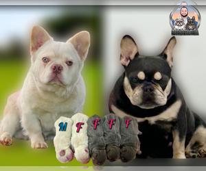 Father of the French Bulldog puppies born on 06/21/2023